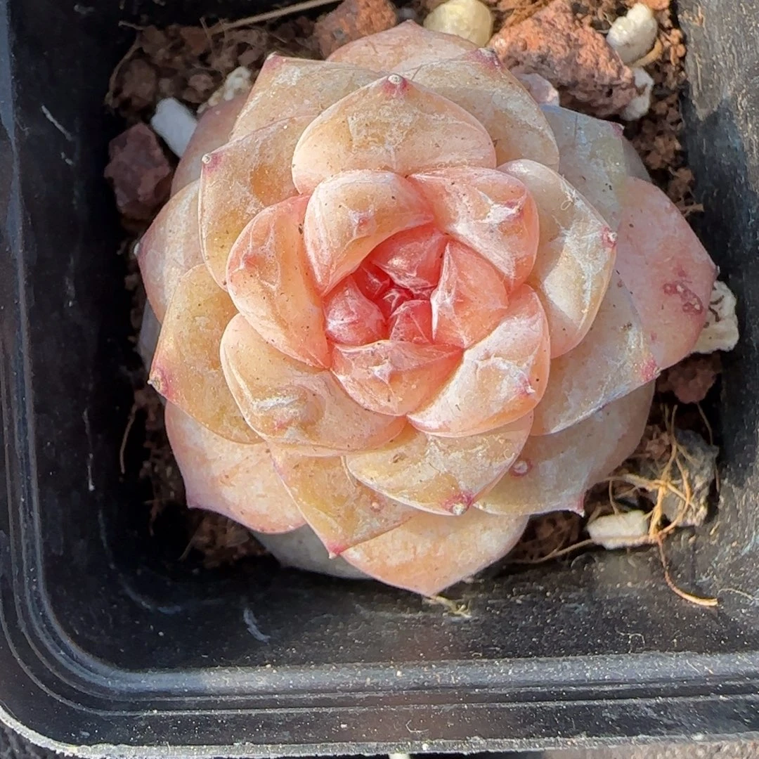 小卡拉米糖心一物一拍