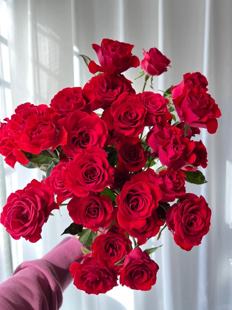 鲜花   多头霓虹泡泡8只+2只防损  任意两单包邮