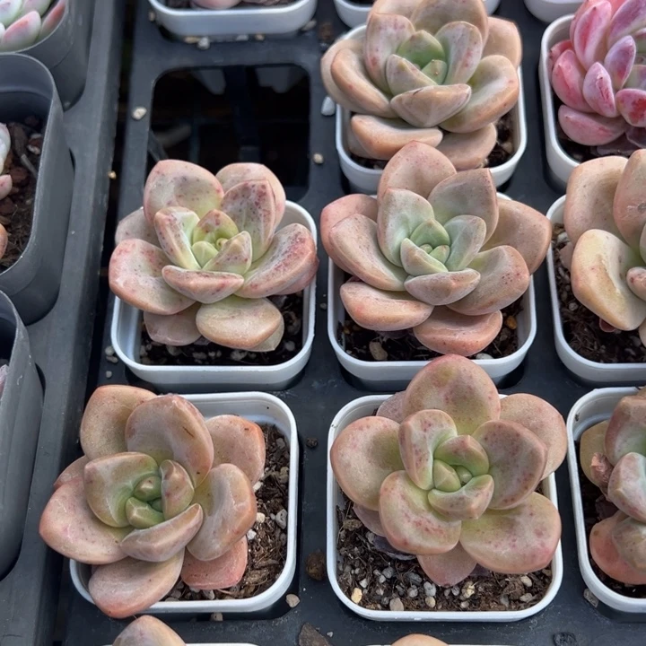 奶芙一颗量拍多肉满20元包邮满26送一颗