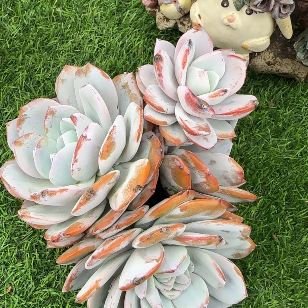 多肉植物一物一拍