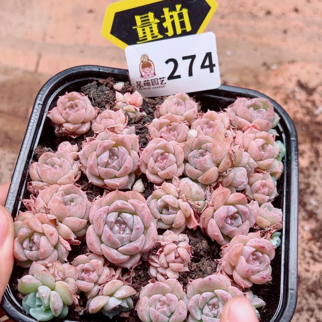 当前无花朵，栽培后可花朵