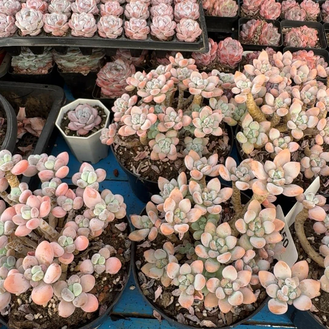 洛神群生脱土发货一物一拍不售后