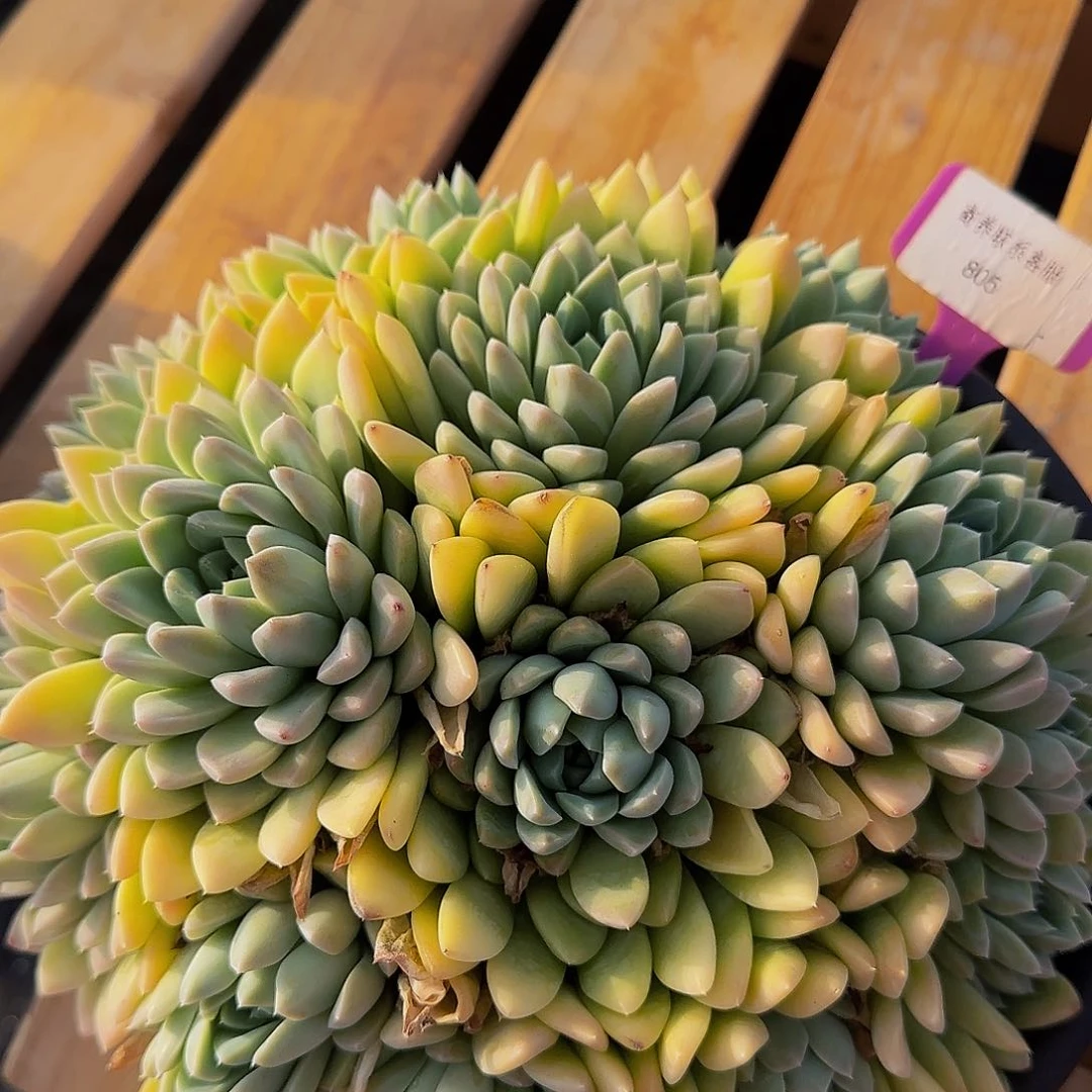 锅****曲哦咯呃呃呃呃呃呃爸爸吧