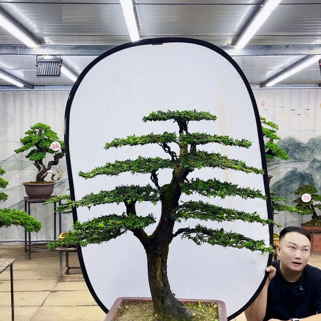 无花朵罗汉松盆景专场直播