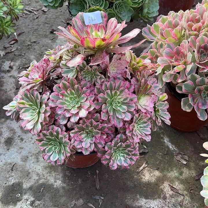 多肉植物红彤白00652