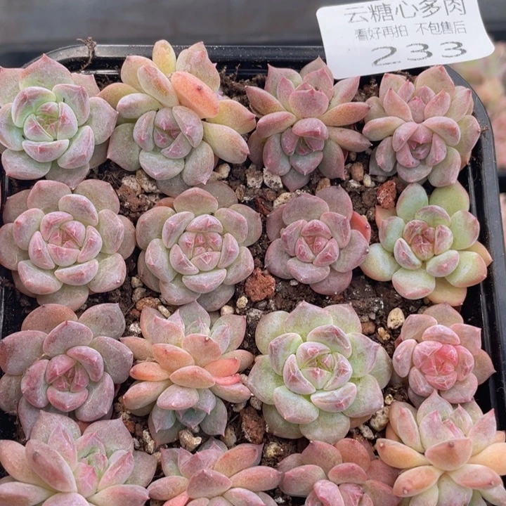 云糖心多肉植物233