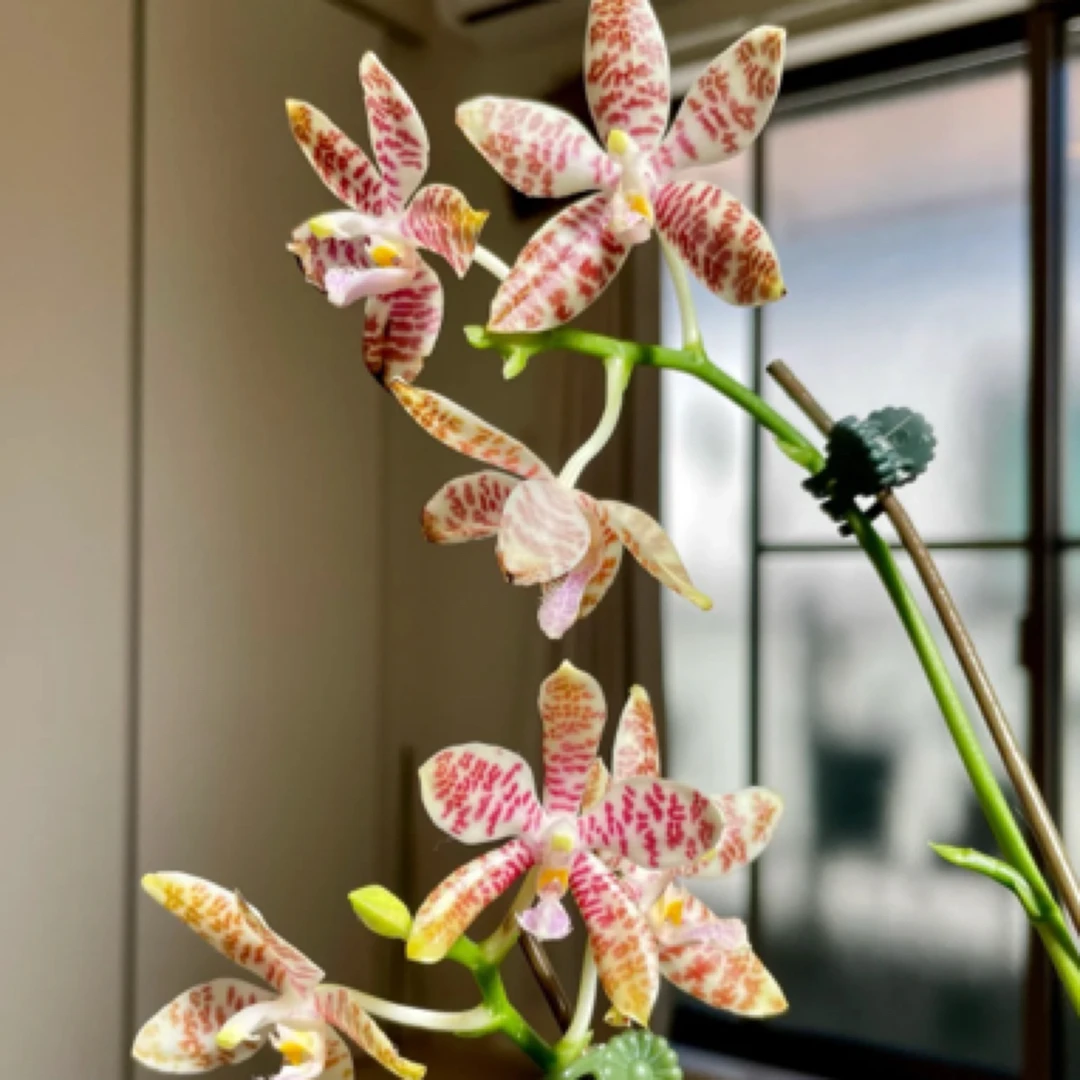 蝴蝶兰 象形文字  兰场直发