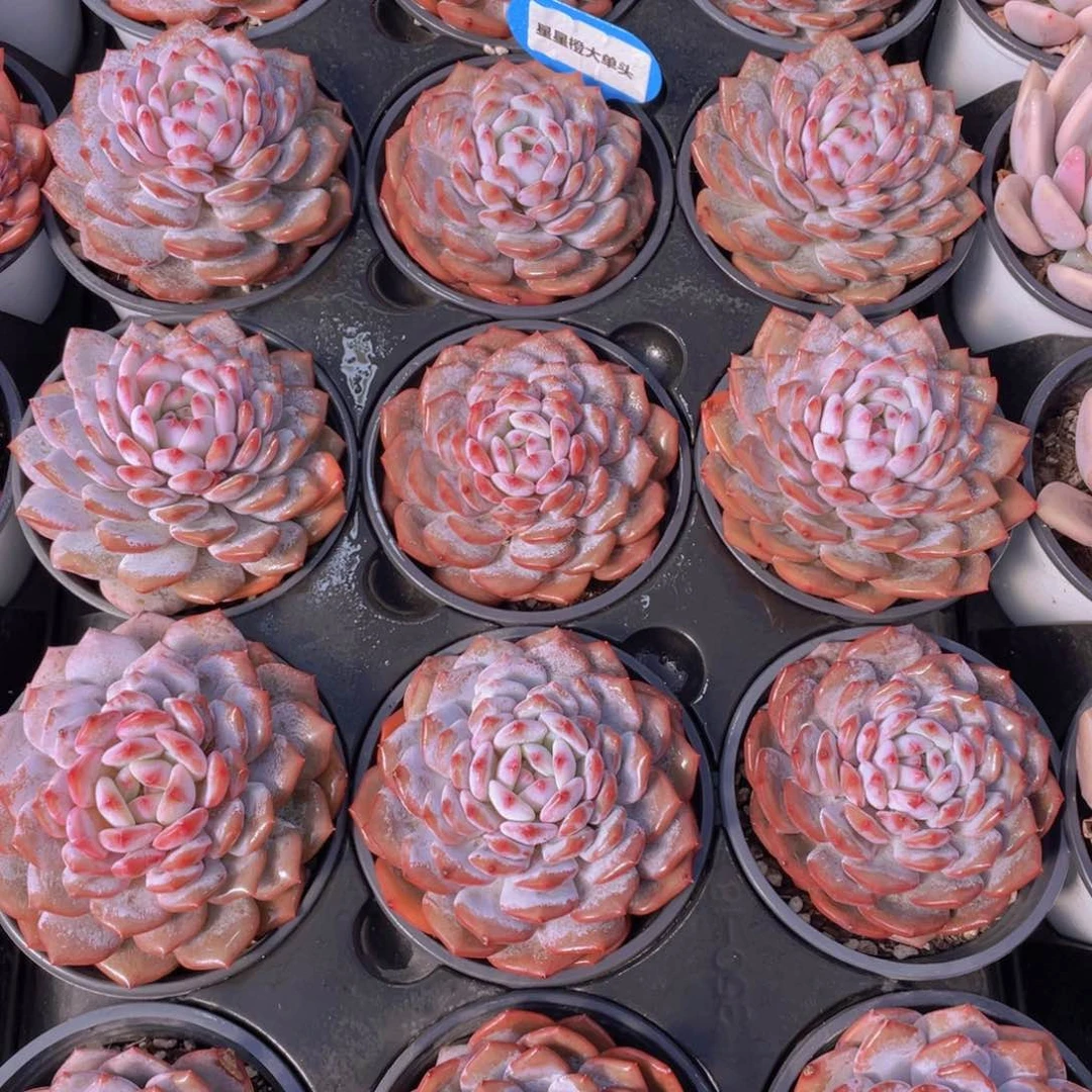 量拍31号 星星橙大单头一个