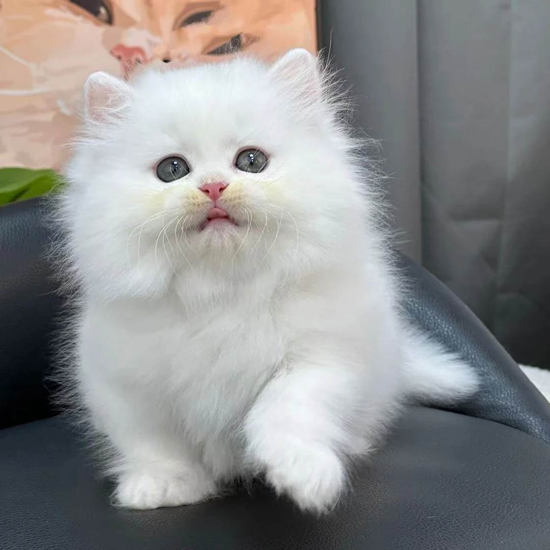 一菲家享宠乐金渐层金点拿破仑曼基康布偶活体