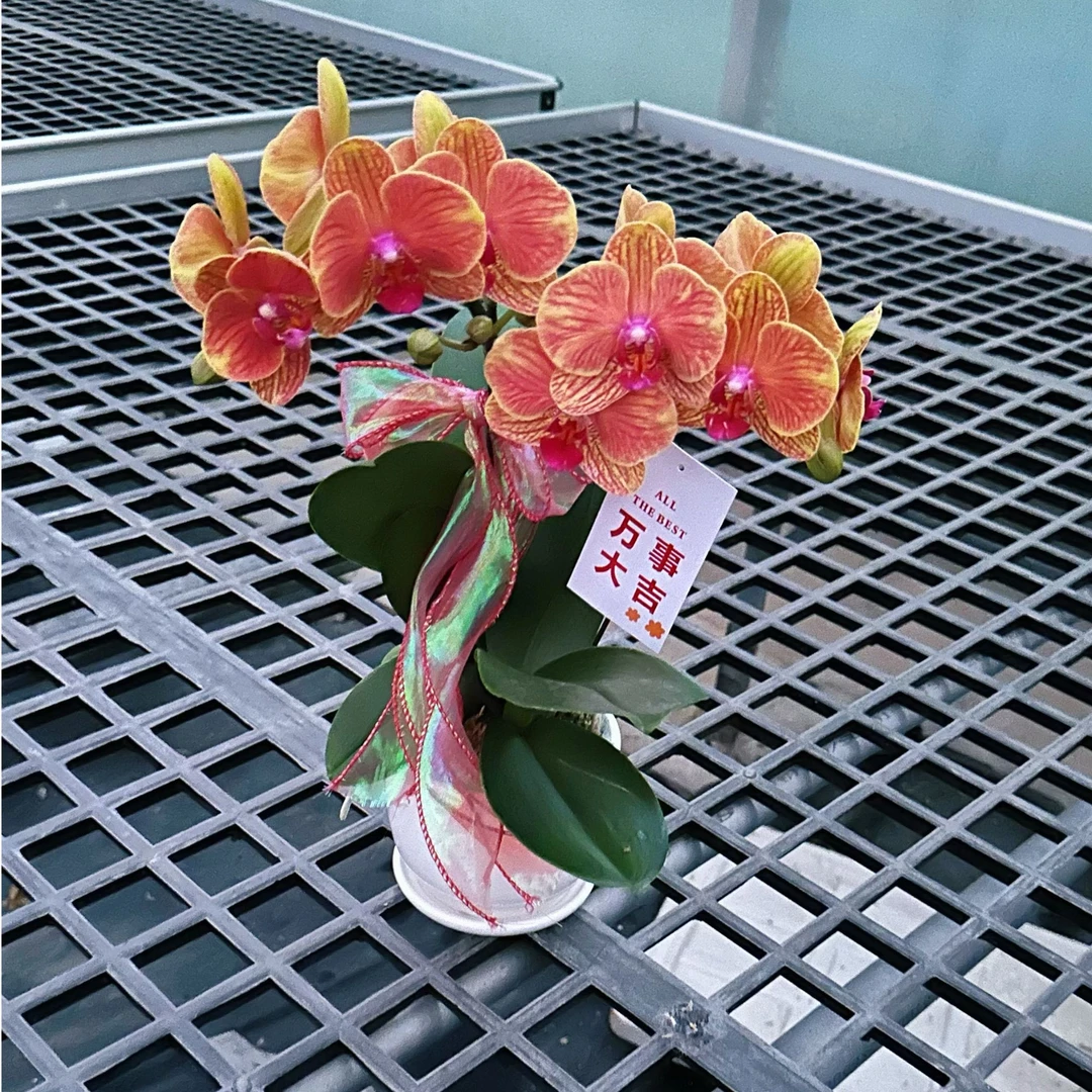 2棵【吉利组盆】（蜡质花）颜色喜庆蝴蝶兰盆栽四季开花盆栽带花