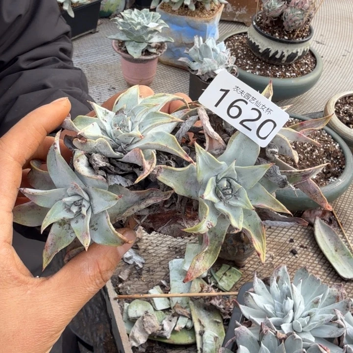 我***p3代杂交仙女杯多肉福利