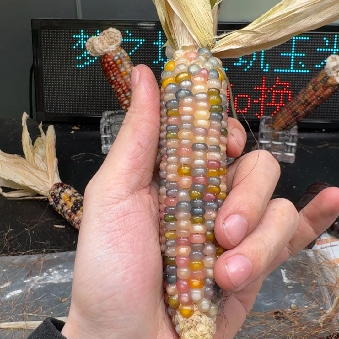 柏香籽/百香籽吊坠し****9