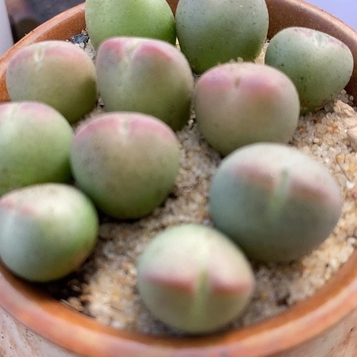 1811桃割娘杂交一颗。