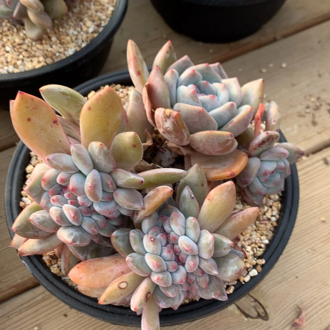 ?****?突尼斯缀化发货多肉