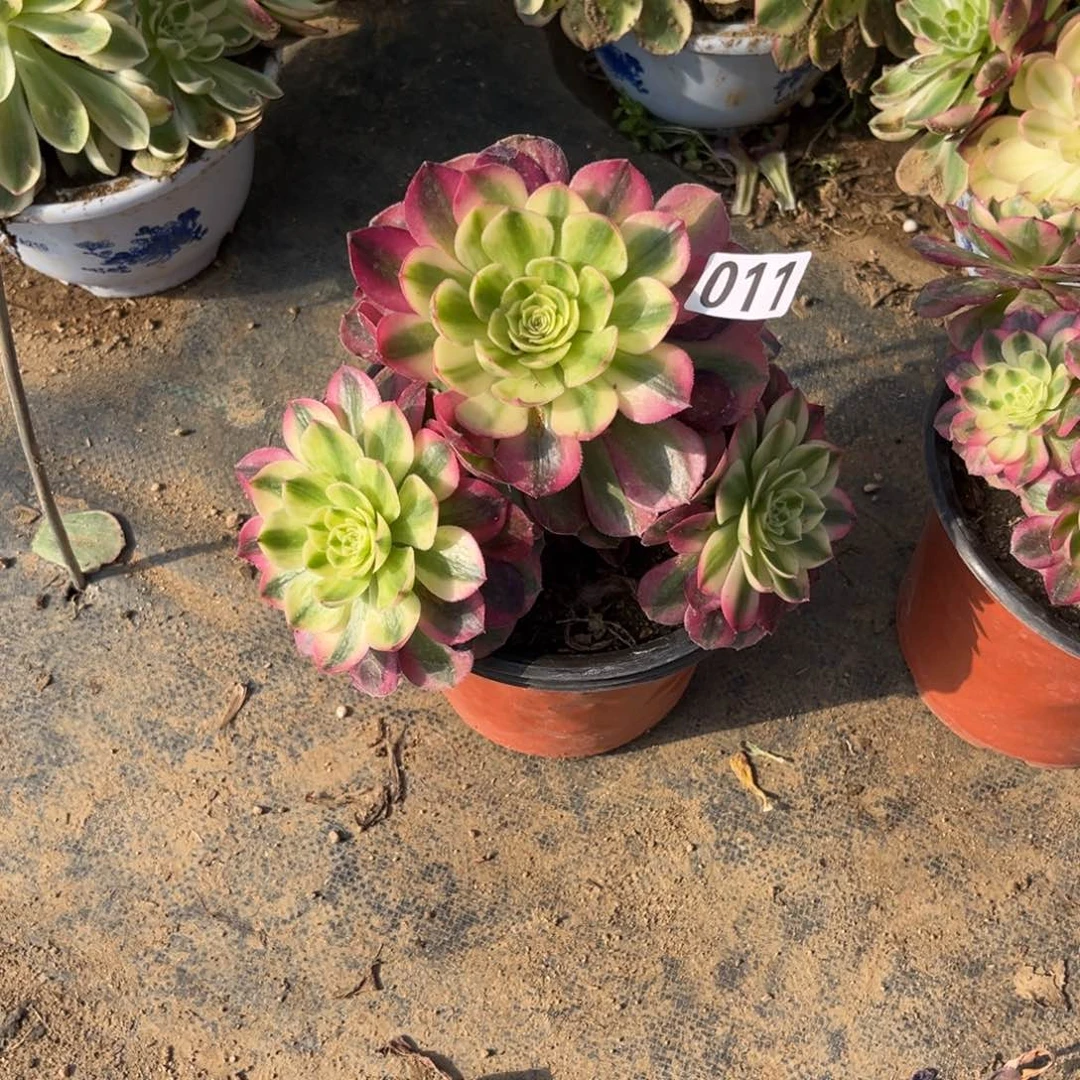 011荔枝法师多肉植物