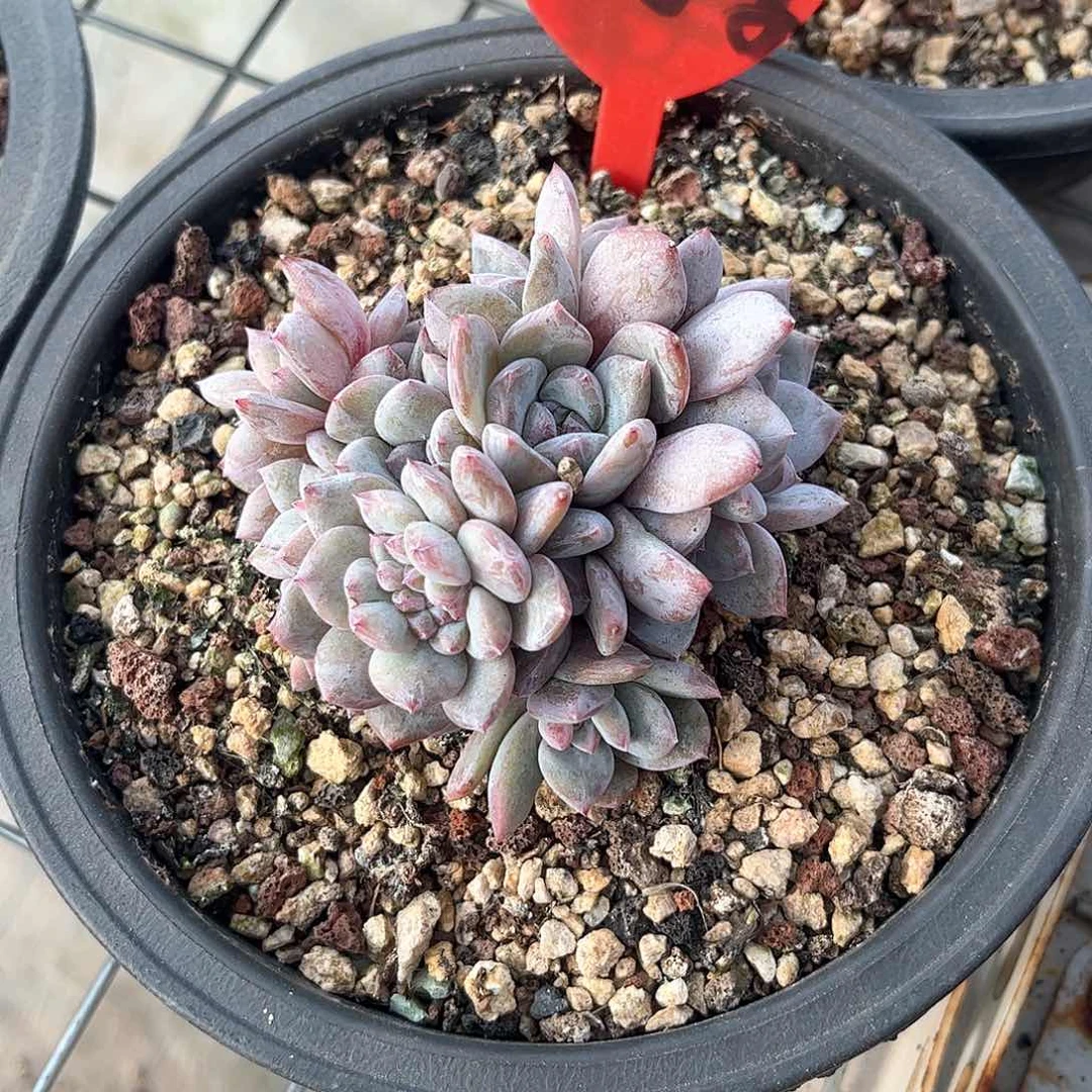 木子李石榴籽14头专拍