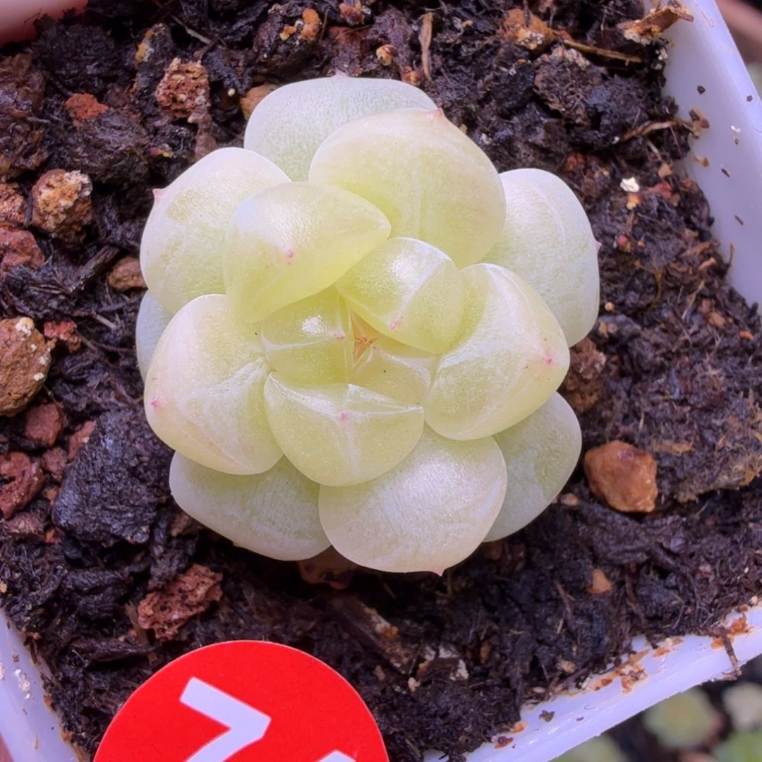 74号蜜语一物一拍