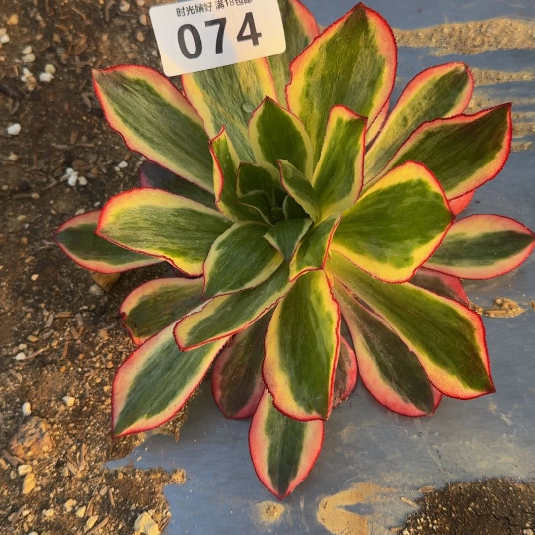 074魅影。多肉植物