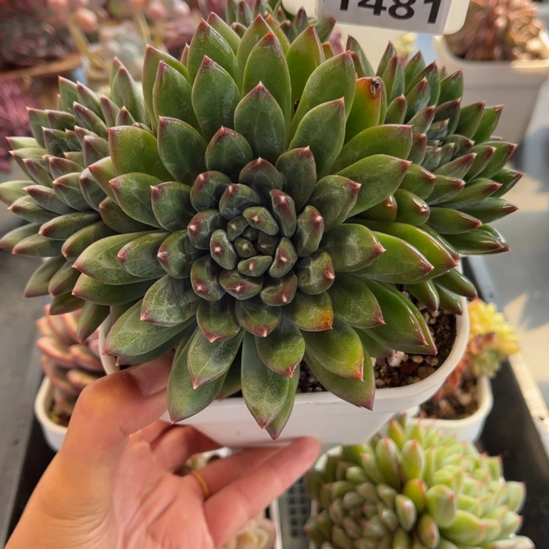 1481 天冷地区必拍保温箱