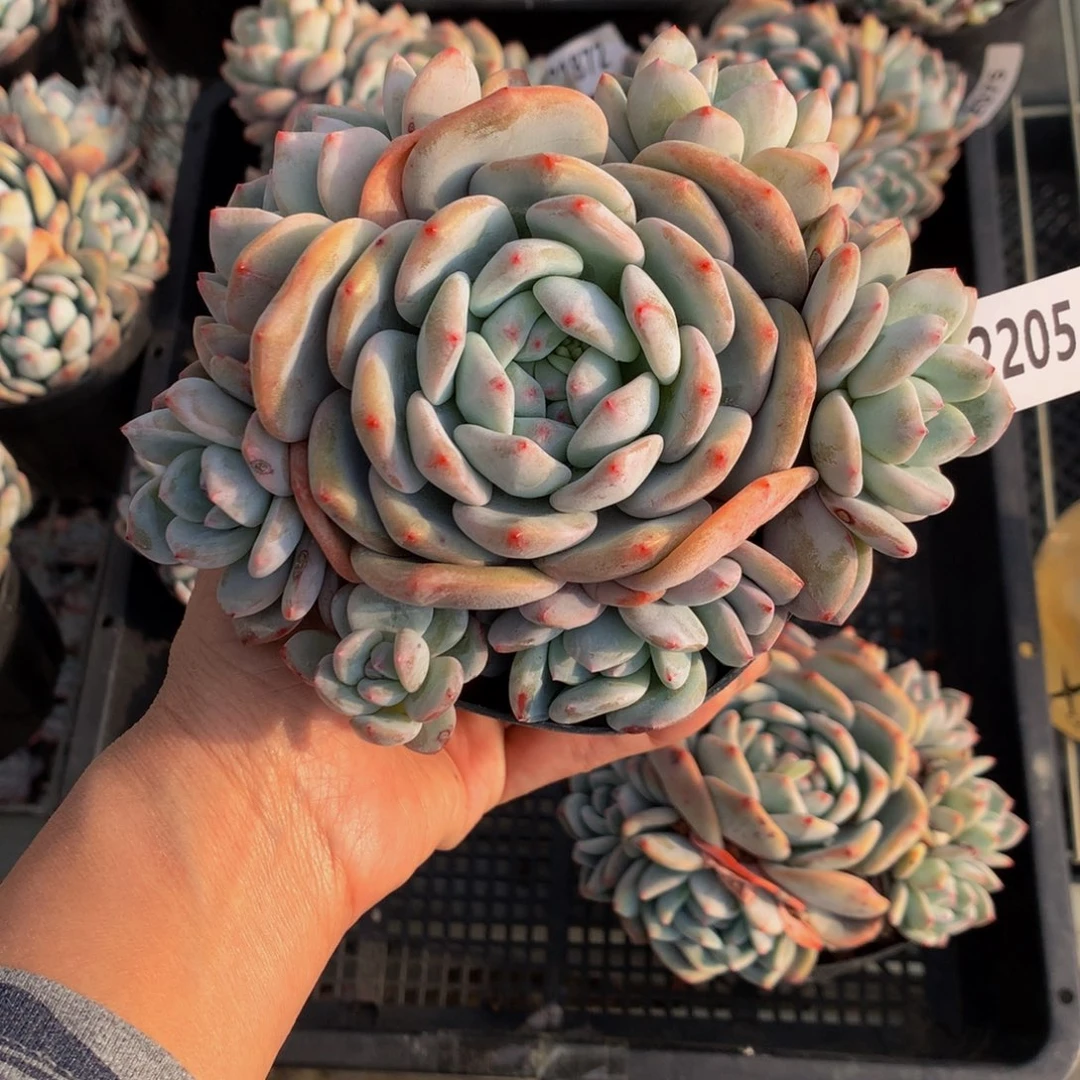 品*22205多头一个嗯嗯嗯