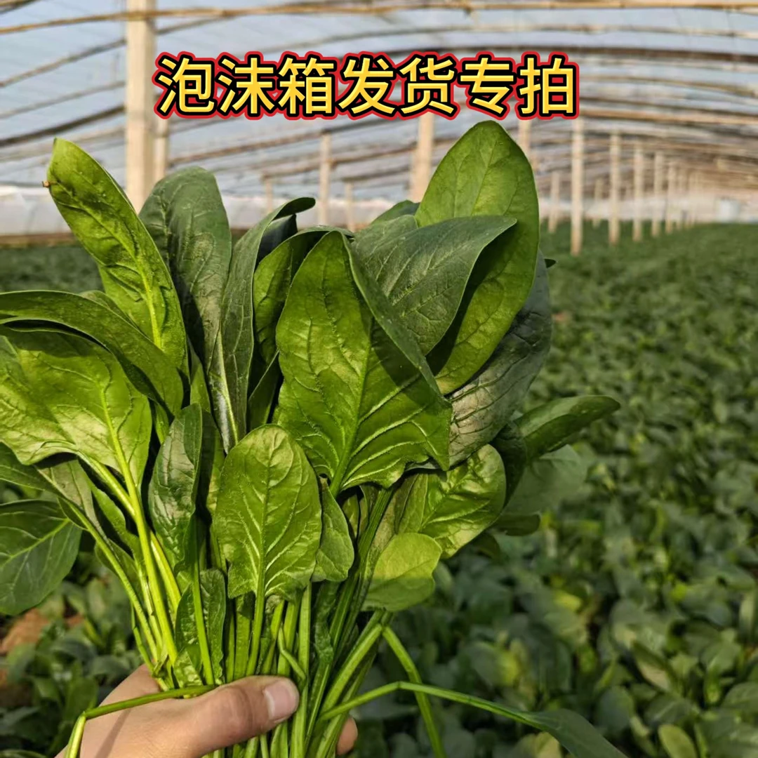 时令大棚新鲜上海青红根小菠菜现摘泡沫箱现发趴地
