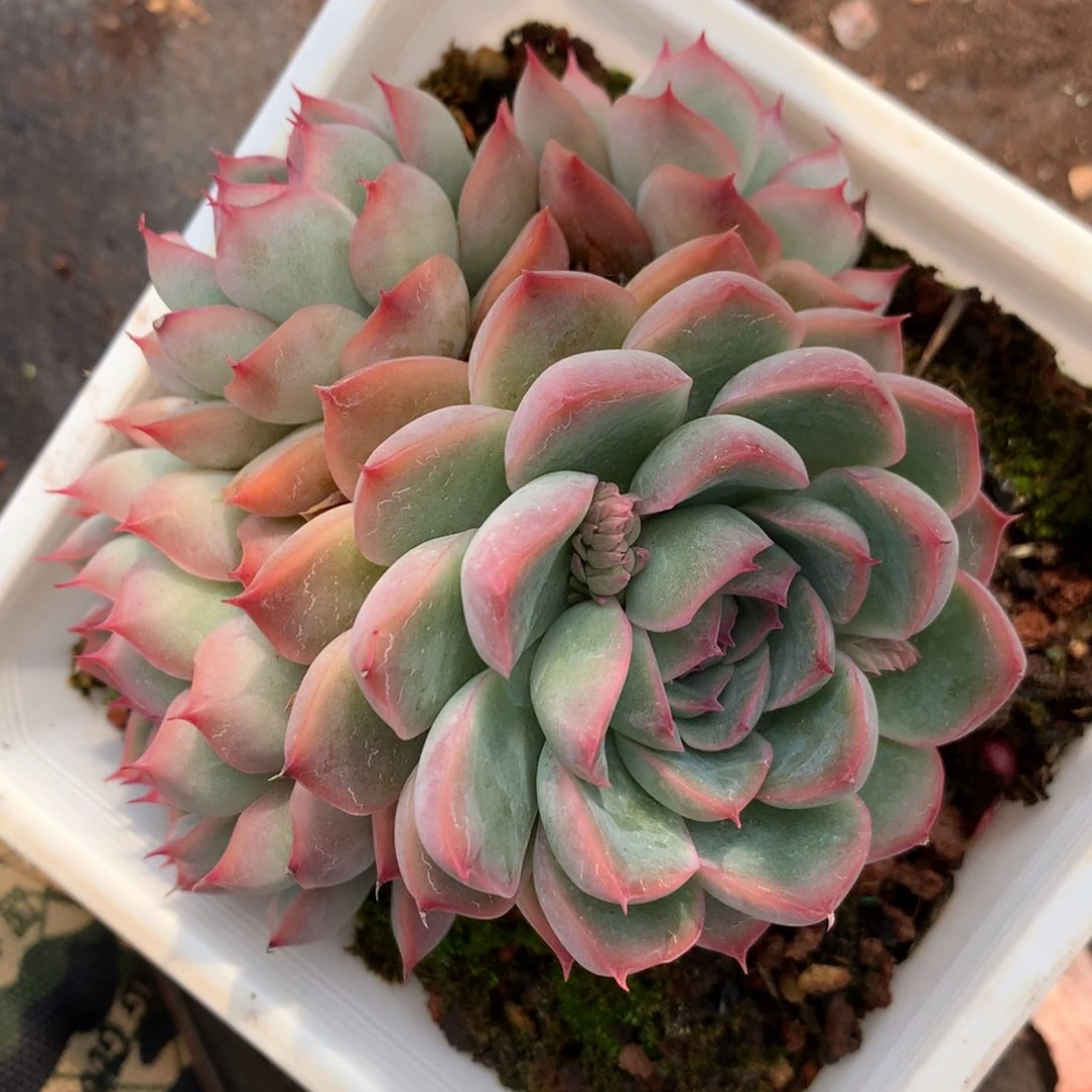 312杂交多肉老桩11冠