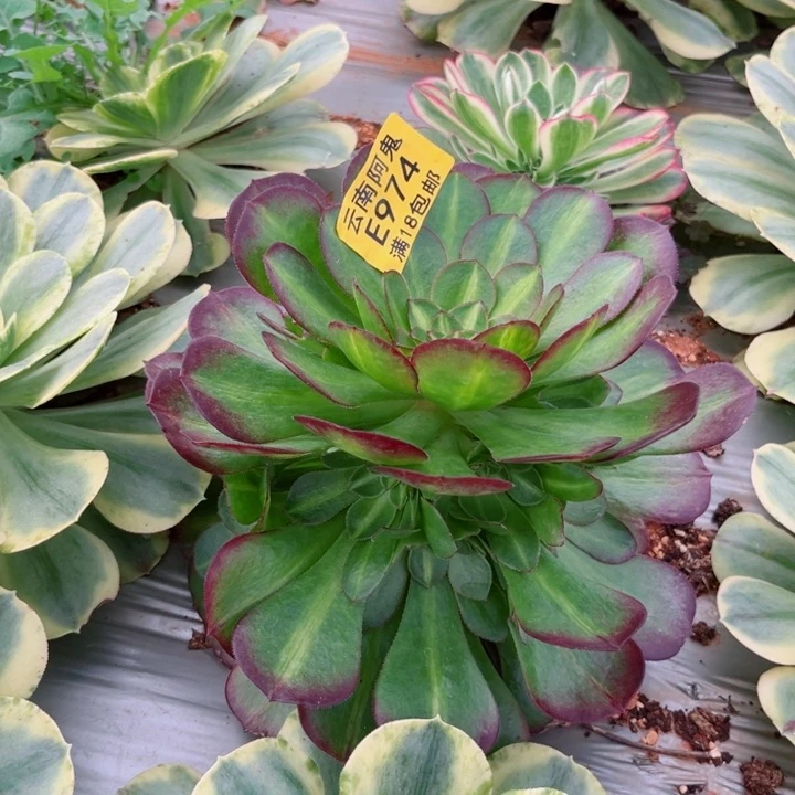 抹茶974多肉植物