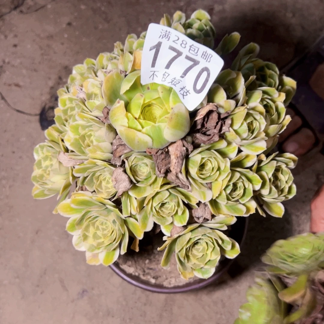 迈巴赫多肉植物1770