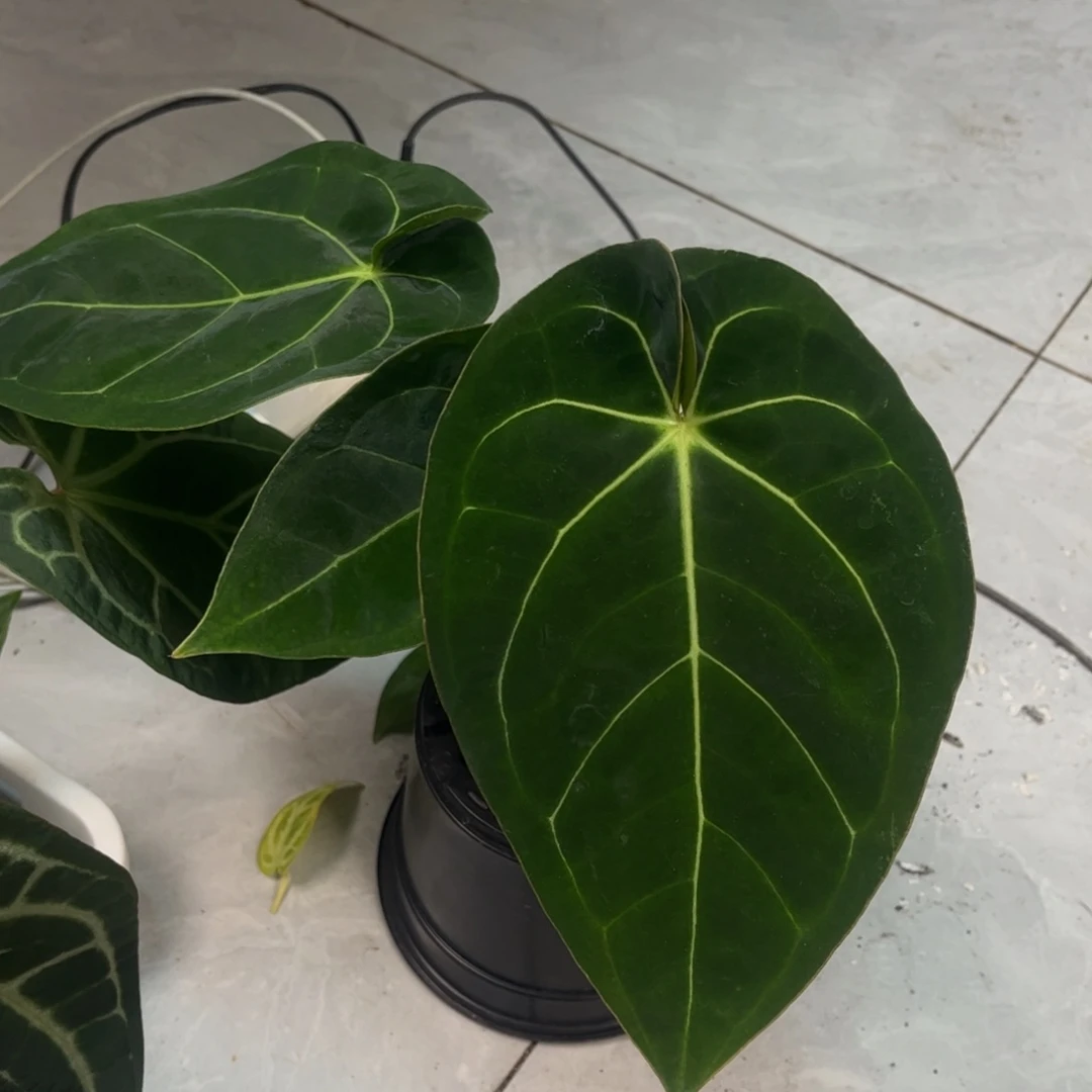 无花朵（a3活动两颗起拍 无售后）