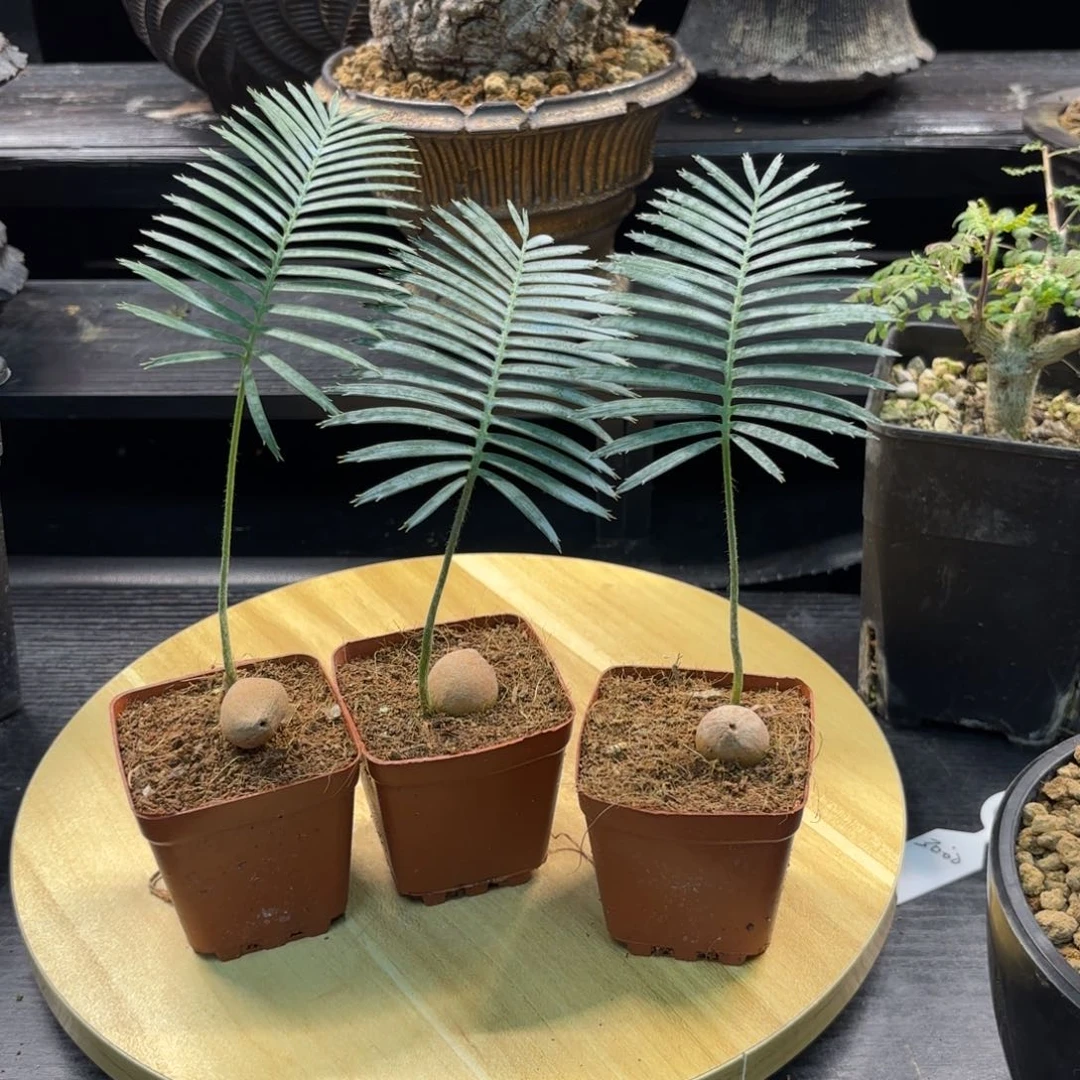 木鱼骨双子铁带盆发货