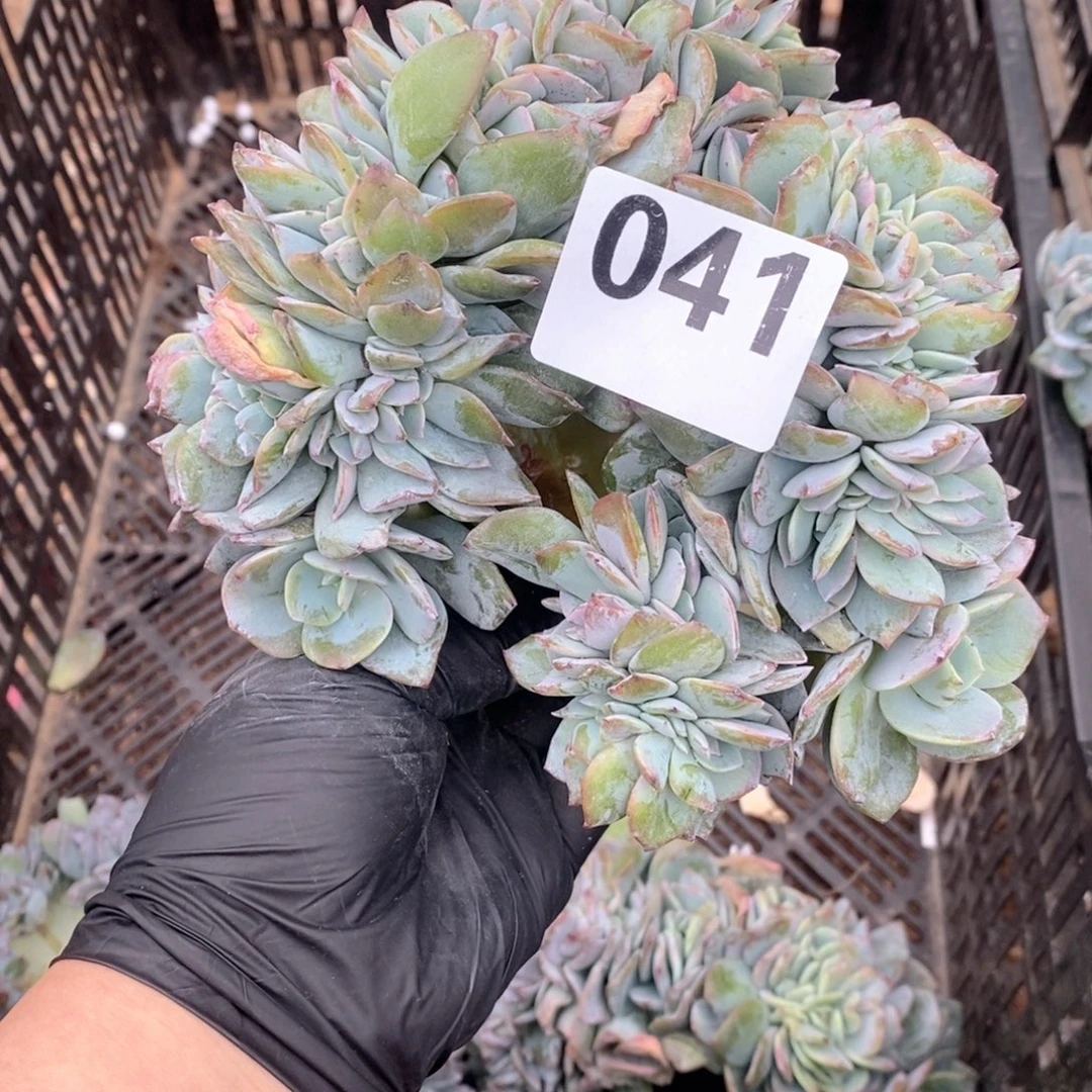 唐***啦41 白凤缀瑕疵哇哇哇