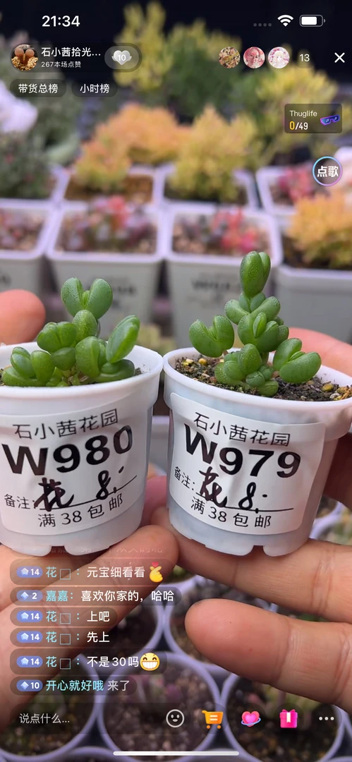 花-元宝x2-多肉植物枝干番杏