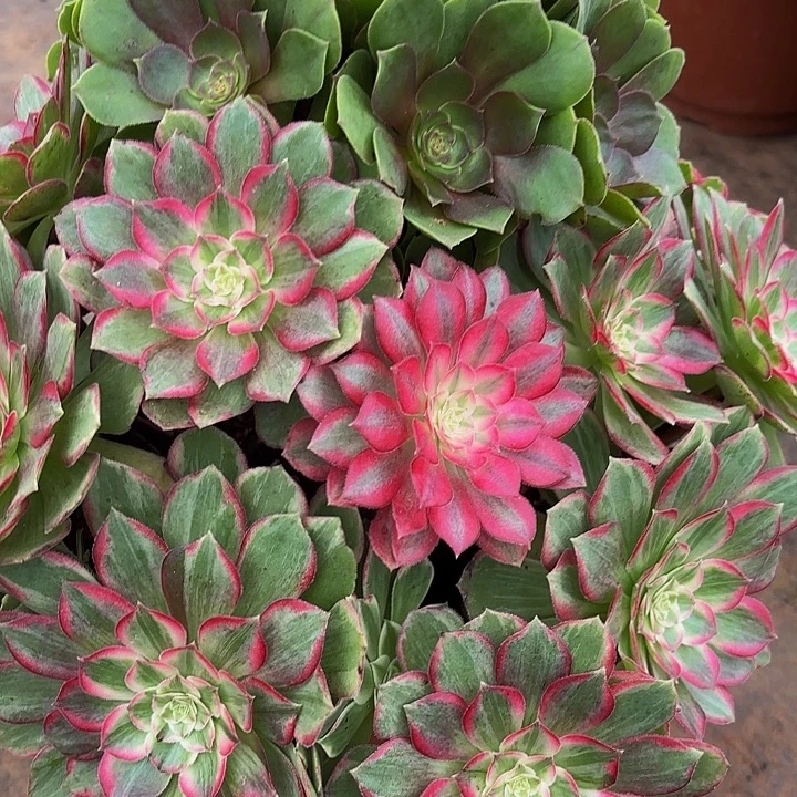 多肉植物福利不售后233