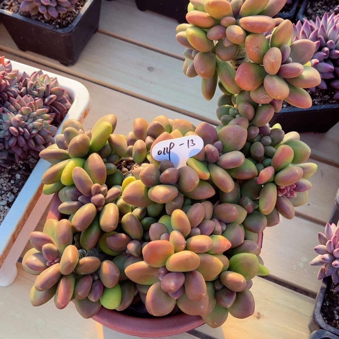 德**卷0119-13芒果奶母本