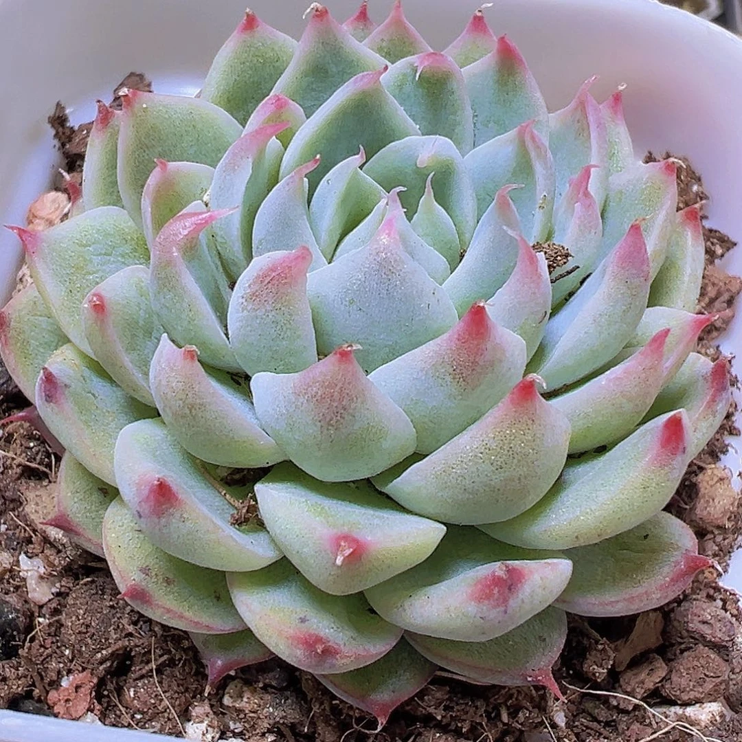 梦瑶19包邮也哦肉植物