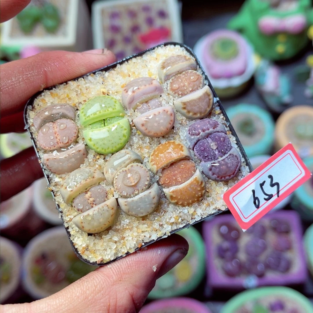 653生石花带盆发