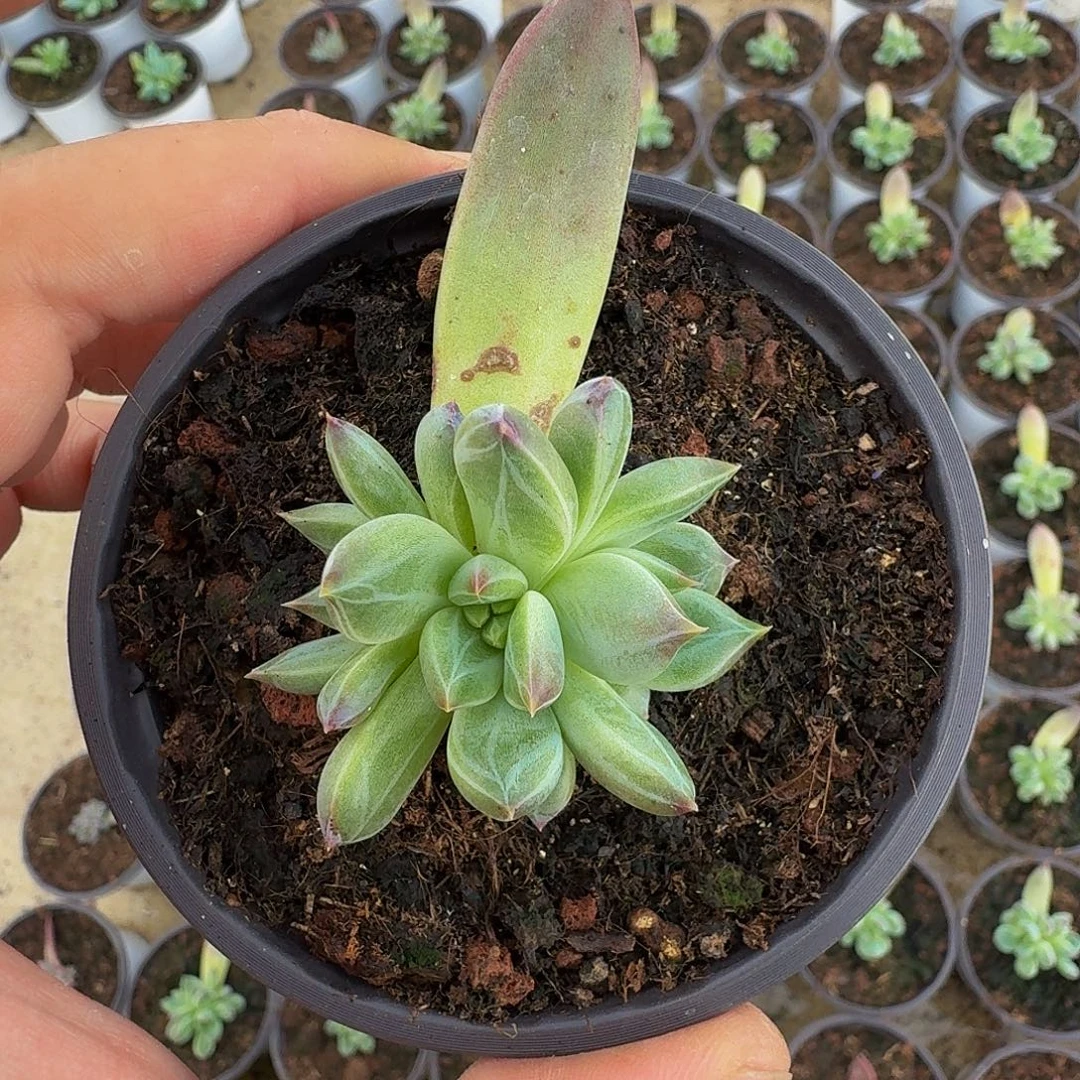 紫镜叶插 一物一拍