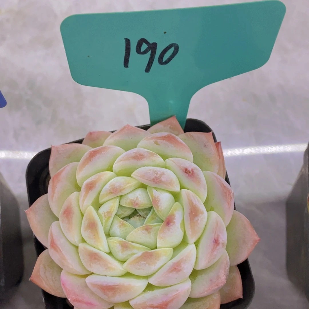 开心多肉，一物一拍