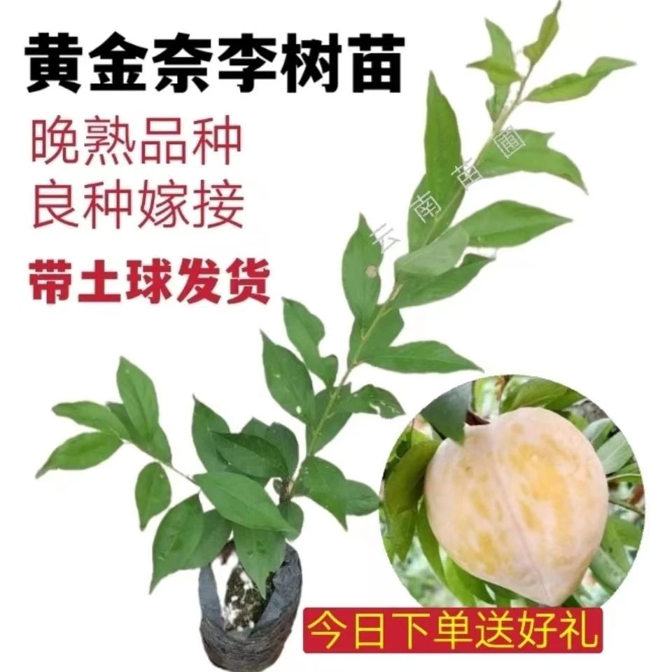 矮化黄金奈李树苗当年结果南北方盆栽地栽营养杯苗带原土球发货苗