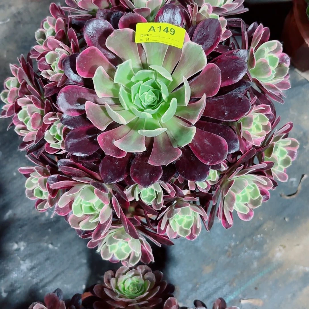 无花朵金丝雀法师多肉植物