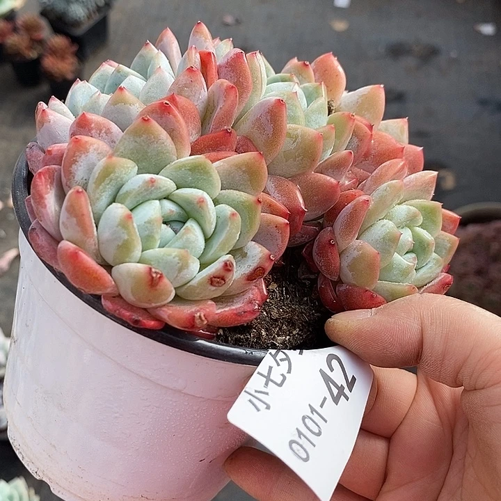 0***^小七夕多肉粉冰玉42