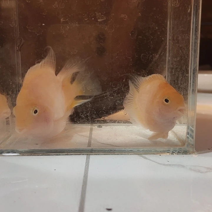 鹦鹉鱼一公二母（迷你鹦鹉鱼）