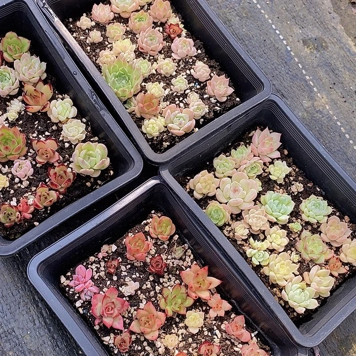 199 多肉植物盆栽花卉