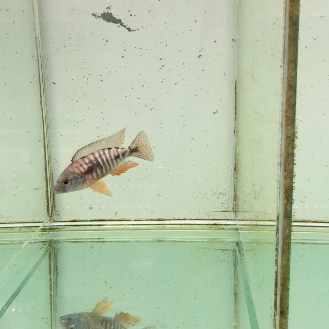 慈鲷1052红鹰。
