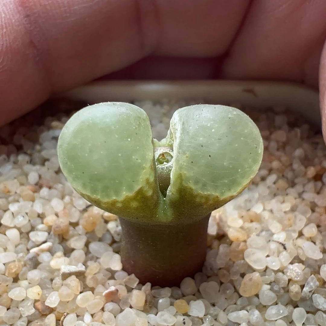 78。1453.9樱花风铃