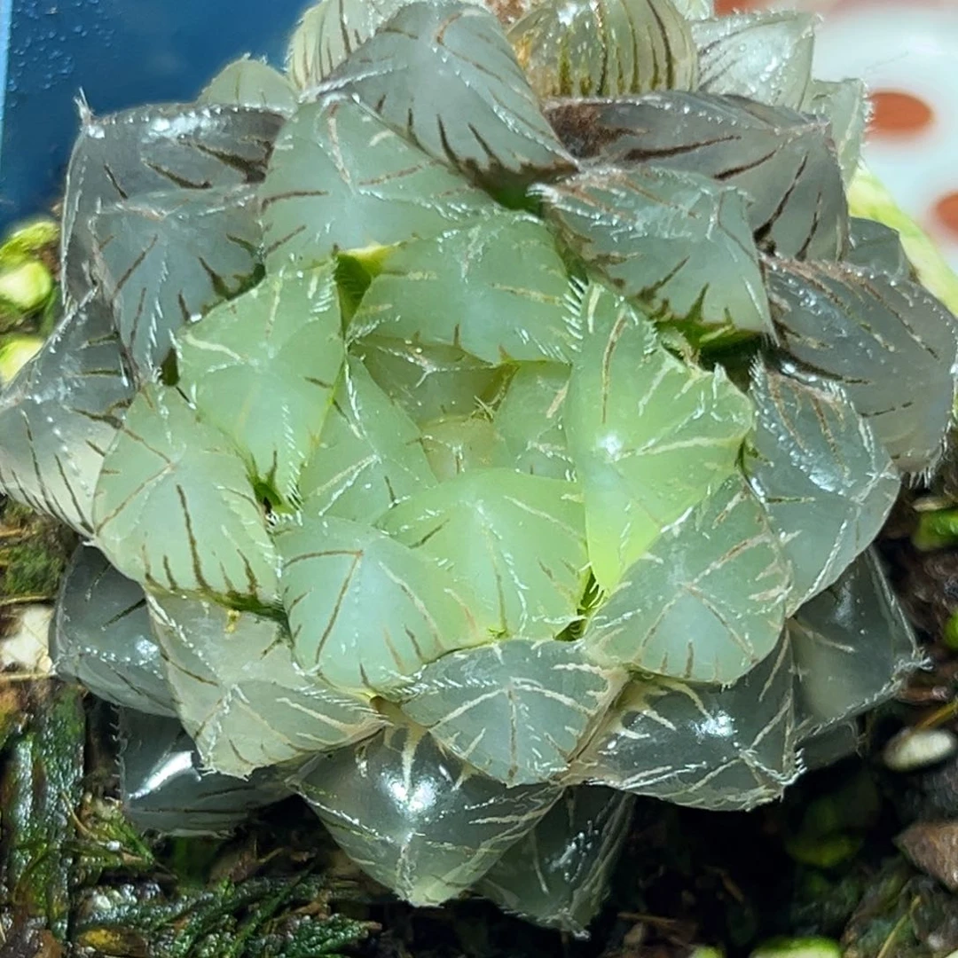 恭喜发财大吉大利886