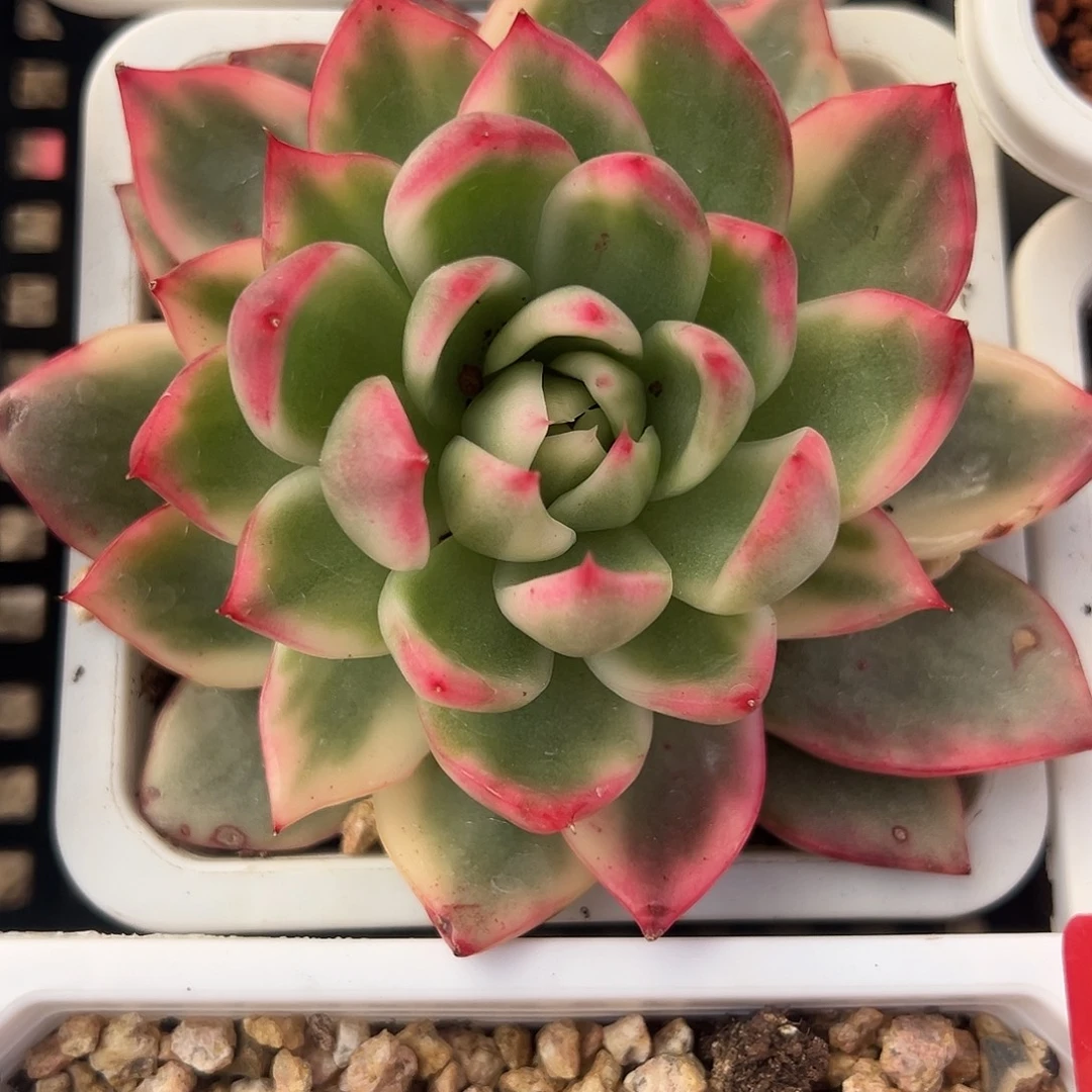 卡丽斯拖锦多肉植物