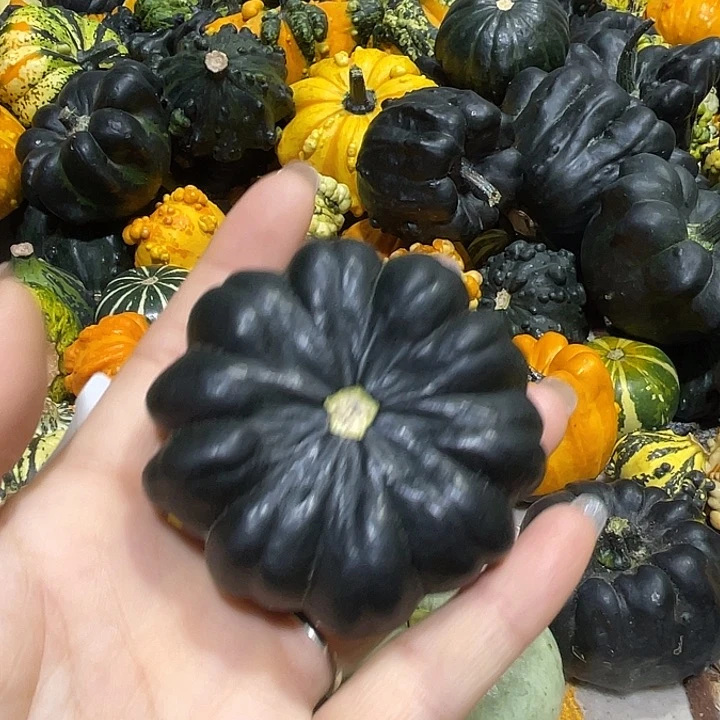 香榧木哆***梦墨西哥葫芦