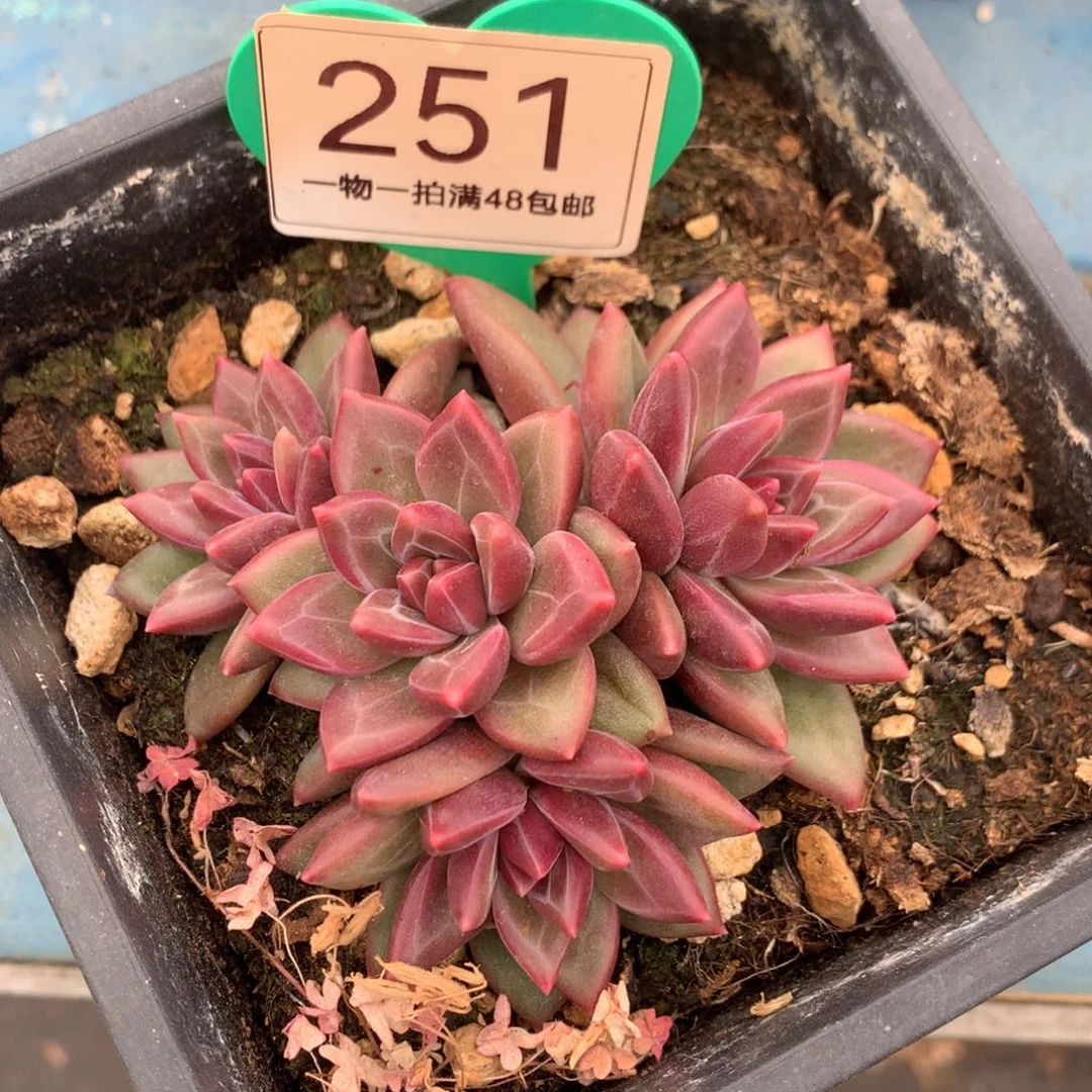 迷雾泡泡无砍平头251