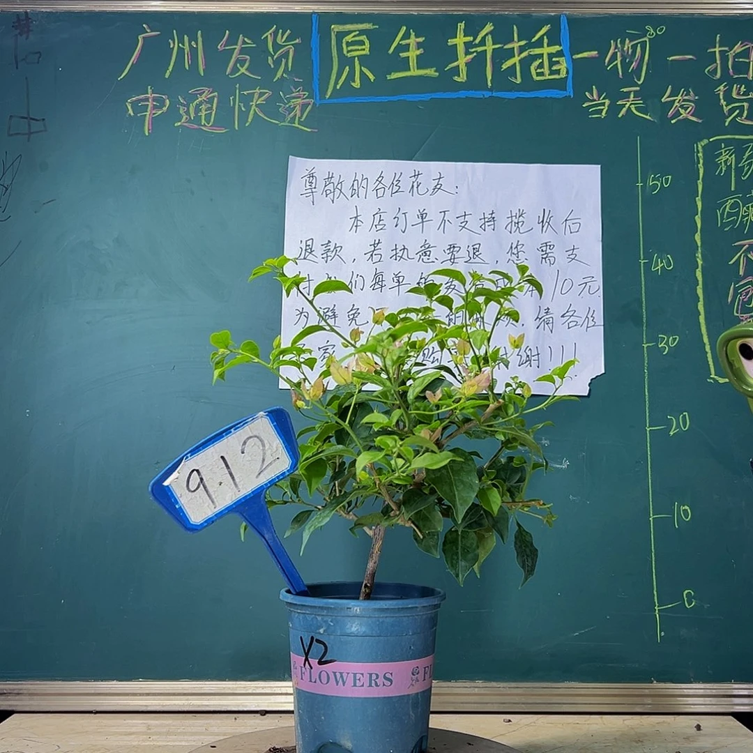 当前无花栽培后可以开花 雪紫  912